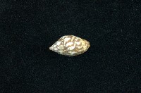 藏品(火燄筆螺)的圖片